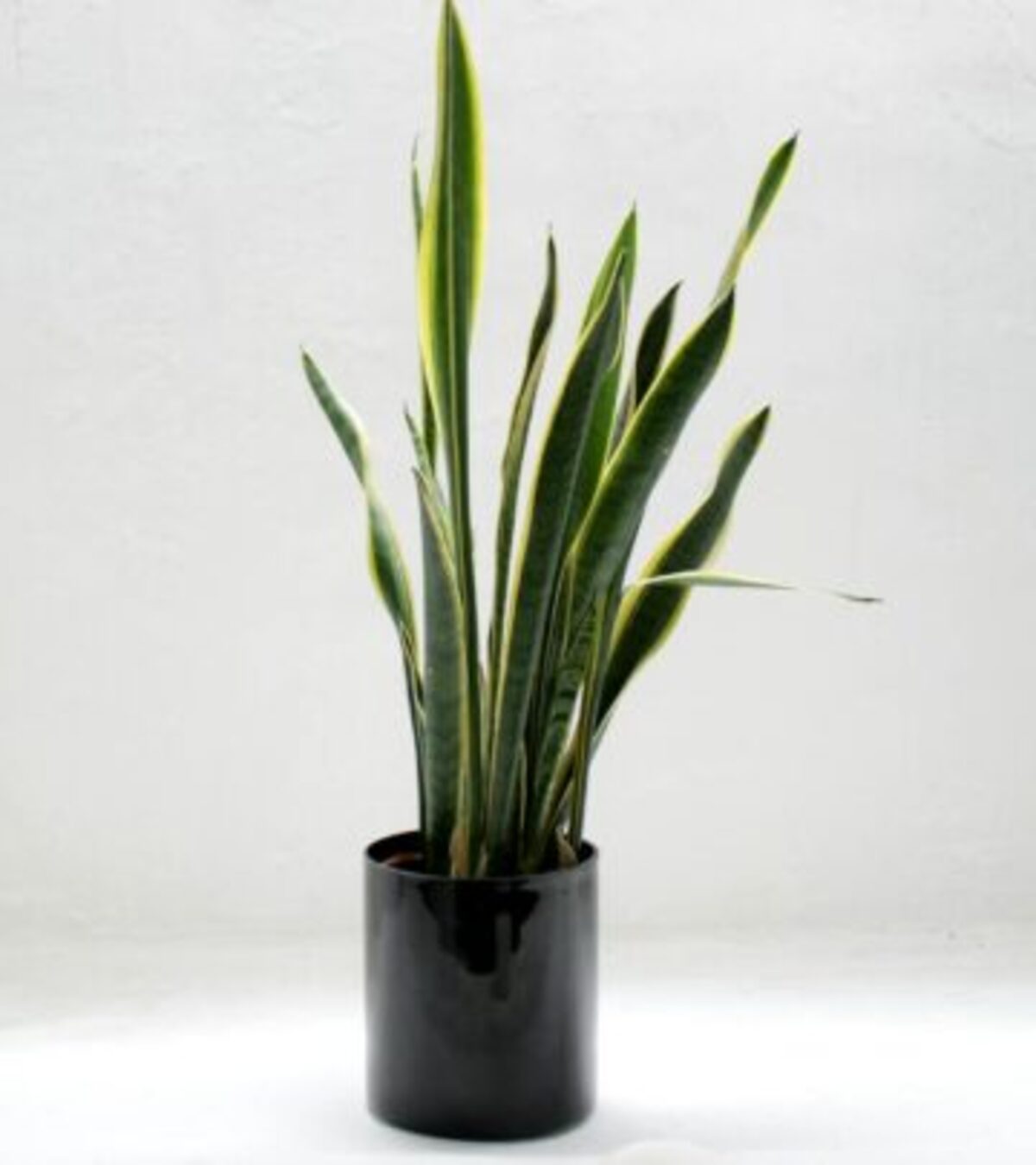 The Essential Guide to Growing and Caring for Snake Plants Discover the best methods to grow, care for, and enjoy the resilient and stylish snake plant indoors.
