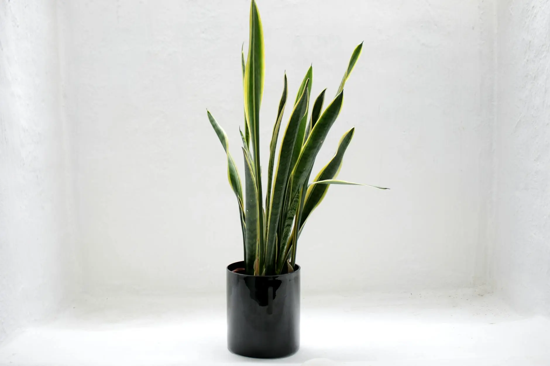 Snake Plant Care: Comprehensive Guide To Thriving Houseplants Discover the best methods to grow, care for, and enjoy the resilient and stylish snake plant indoors.