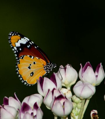 Growing Milkweed: Essential Guide for Monarch Butterflies
