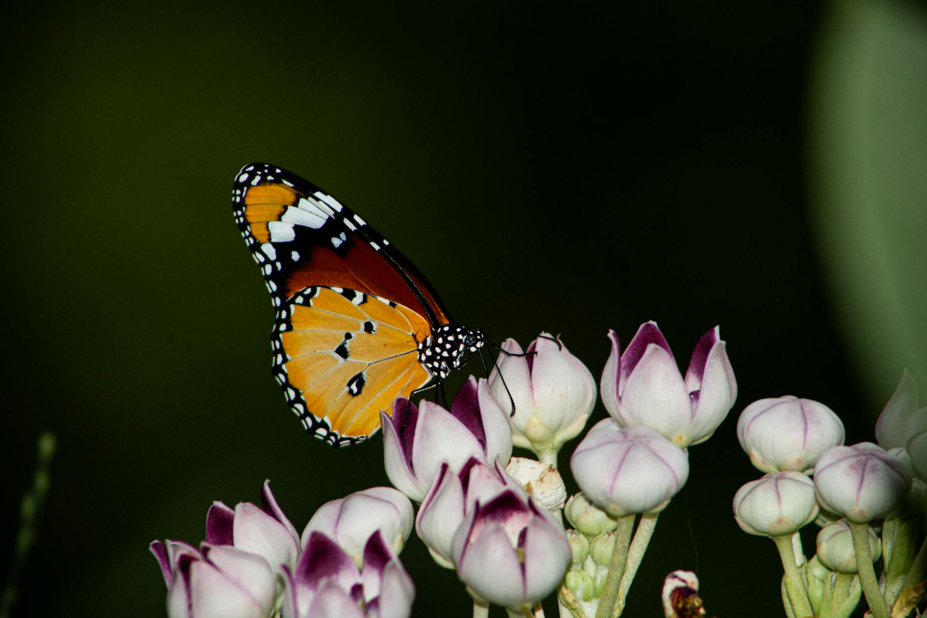 Growing Milkweed: Essential Guide for Monarch Butterflies Discover how to cultivate milkweed species to support monarch butterflies and enhance your garden's biodiversity