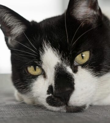 Why Is My Cat’s Nose Wet? Understanding Feline Nose Health