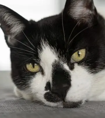 Find out what a wet nose means for your cat, when it’s normal, and when you should consult your vet.