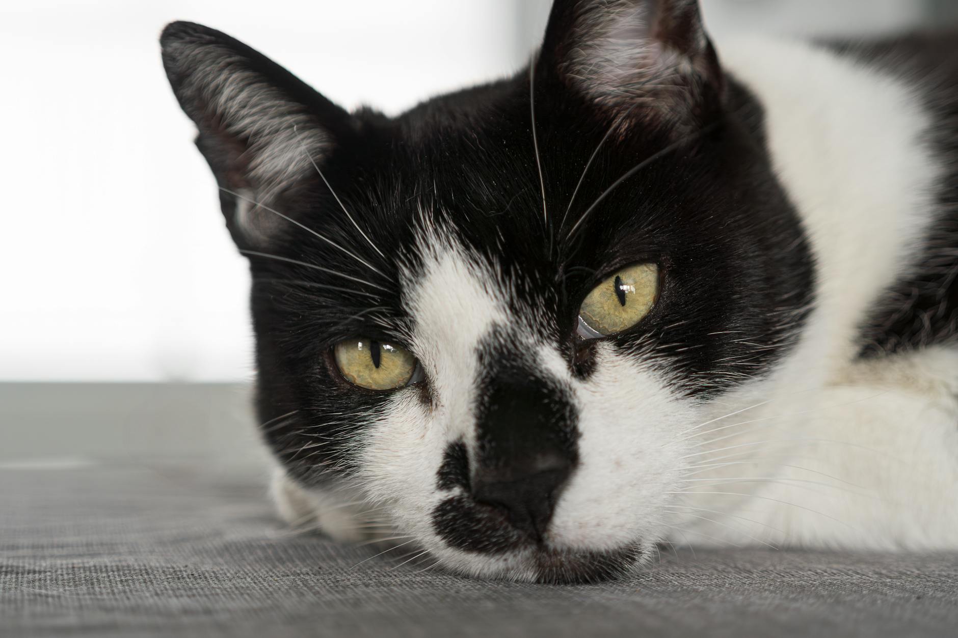 Why Is My Cat’s Nose Wet? Understanding Feline Nose Health Find out what a wet nose means for your cat, when it’s normal, and when you should consult your vet.