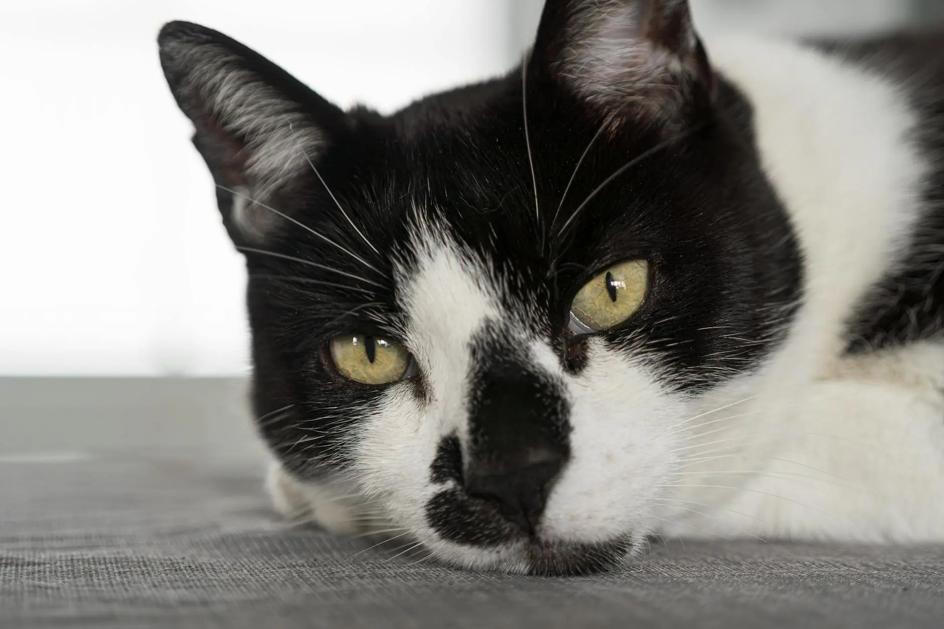 Why Is My Cat’s Nose Wet: A Comprehensive Guide Find out what a wet nose means for your cat, when it’s normal, and when you should consult your vet.