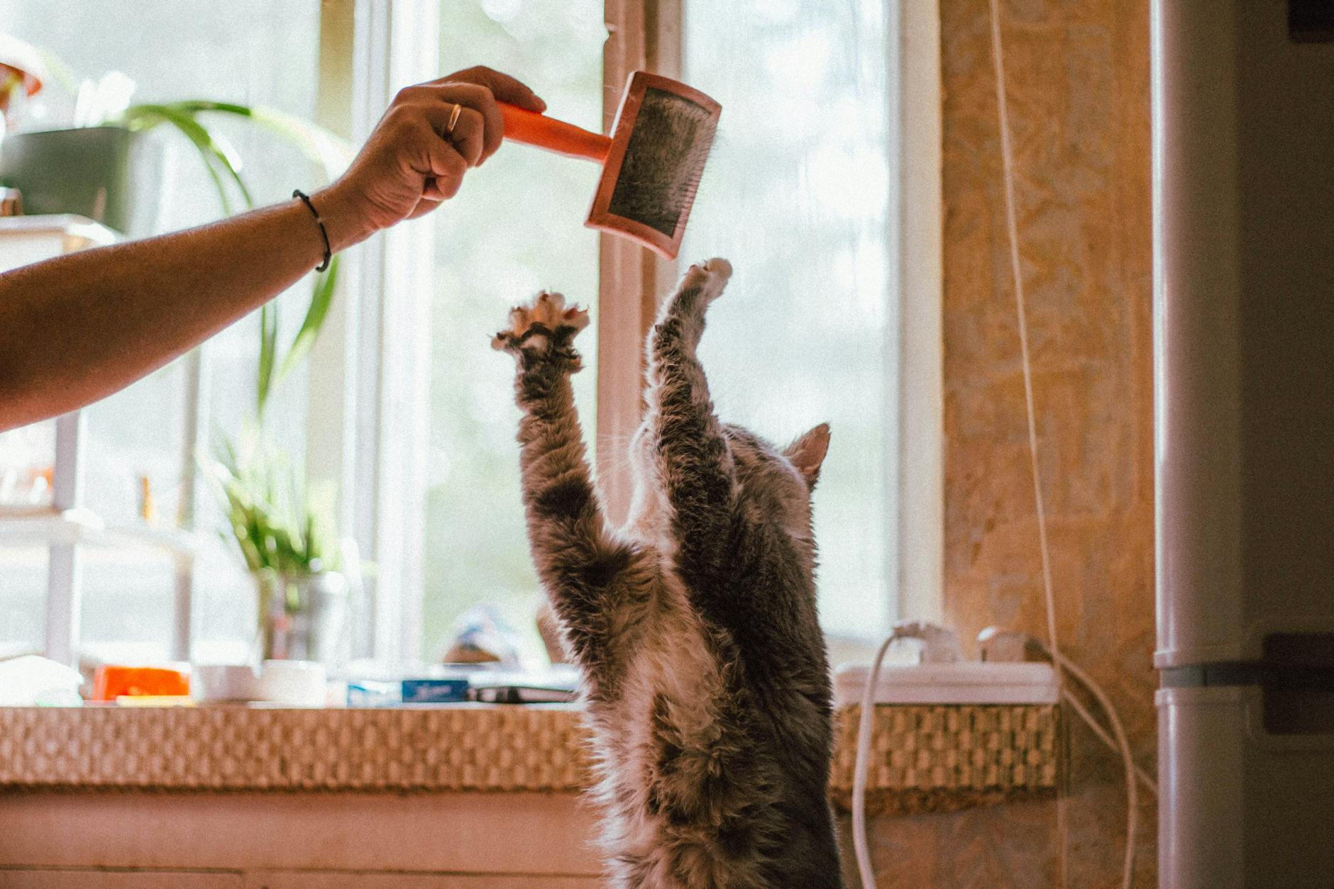 Does PetSmart Groom Cats? Services, Process, and What to Expect Discover the range of cat grooming services offered by PetSmart, from bathing and brushing to professional stylists and convenient in-store options.