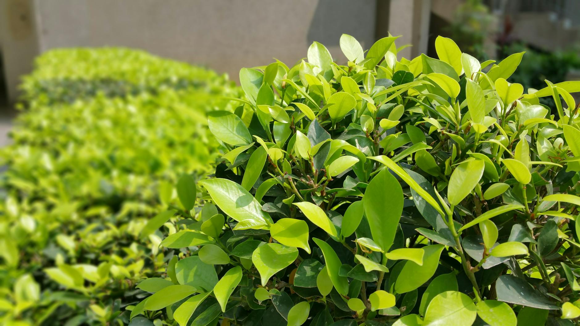 Summersweet Clethra: A Fragrant Native Shrub for Every Garden Discover the versatile Summersweet shrub that thrives in challenging conditions while delighting with fragrant blooms