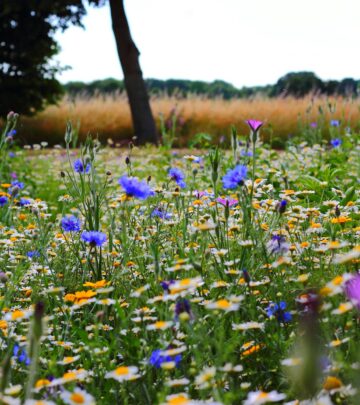 Creating a Breathtaking Meadow Garden: Nature’s Perfect Design