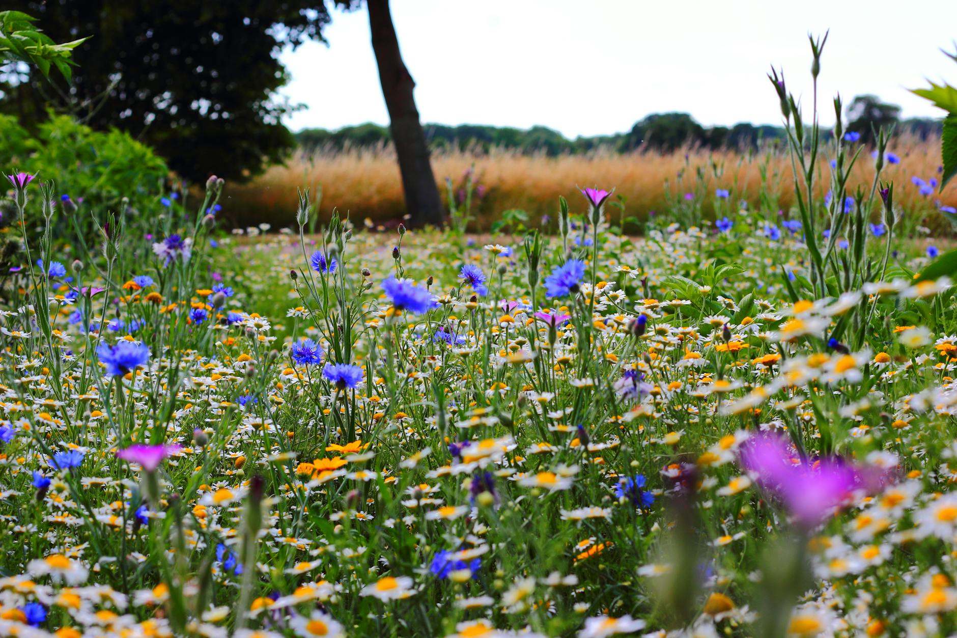 Creating a Breathtaking Meadow Garden: Nature’s Perfect Design Transform your landscape into a sustainable, low-maintenance haven with the enchanting beauty of a meadow garden