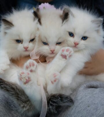 Tuxedo Ragdoll Cat: Personality, History, and Unique Traits