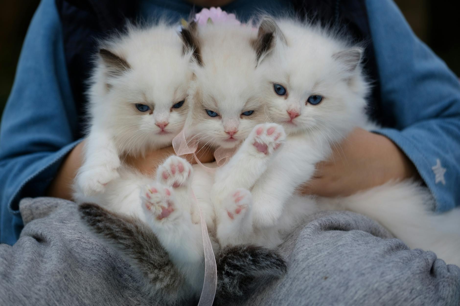 Tuxedo Ragdoll Cat: Personality, History, and Unique Traits Unveiling the charm, history, and personality behind the striking Tuxedo Ragdoll cat breed.