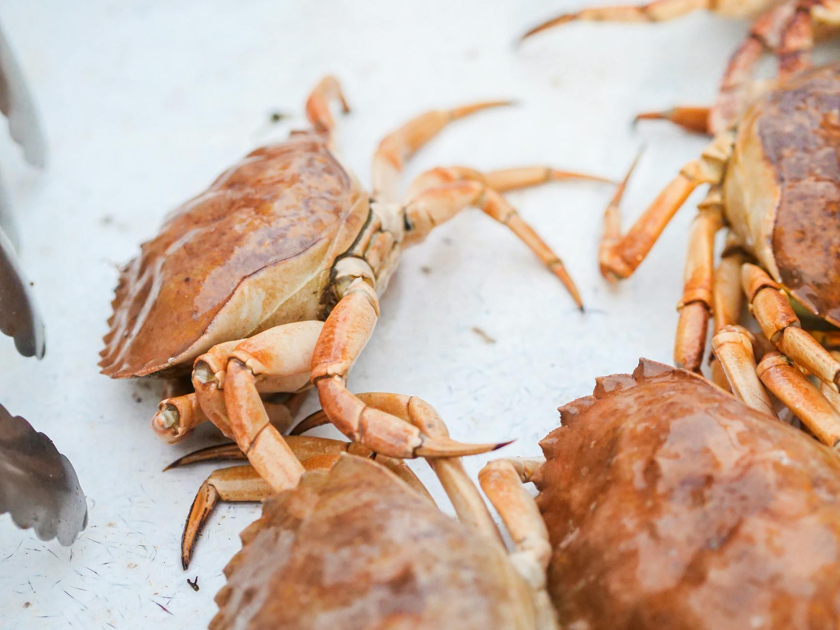 Mel’s Crab Salad: A Refreshing Take on Classic Seafood Salad Whip up this creamy and zesty crab salad—perfect for sandwiches, gatherings, or a cool summer lunch.