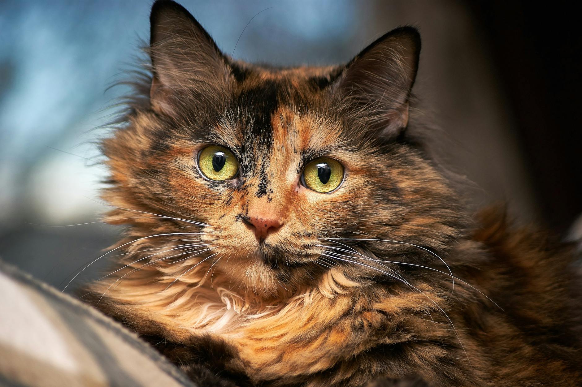 Blue Tortoiseshell Cats: Traits, Genetics, and Adoption Guide Discover the unique traits, personality, and care tips that make blue tortoiseshell cats truly stand out among felines.