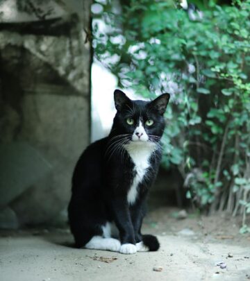 Why Do Some Black Cats Have Orange Eyes? Genetics, Science & Allure Explained