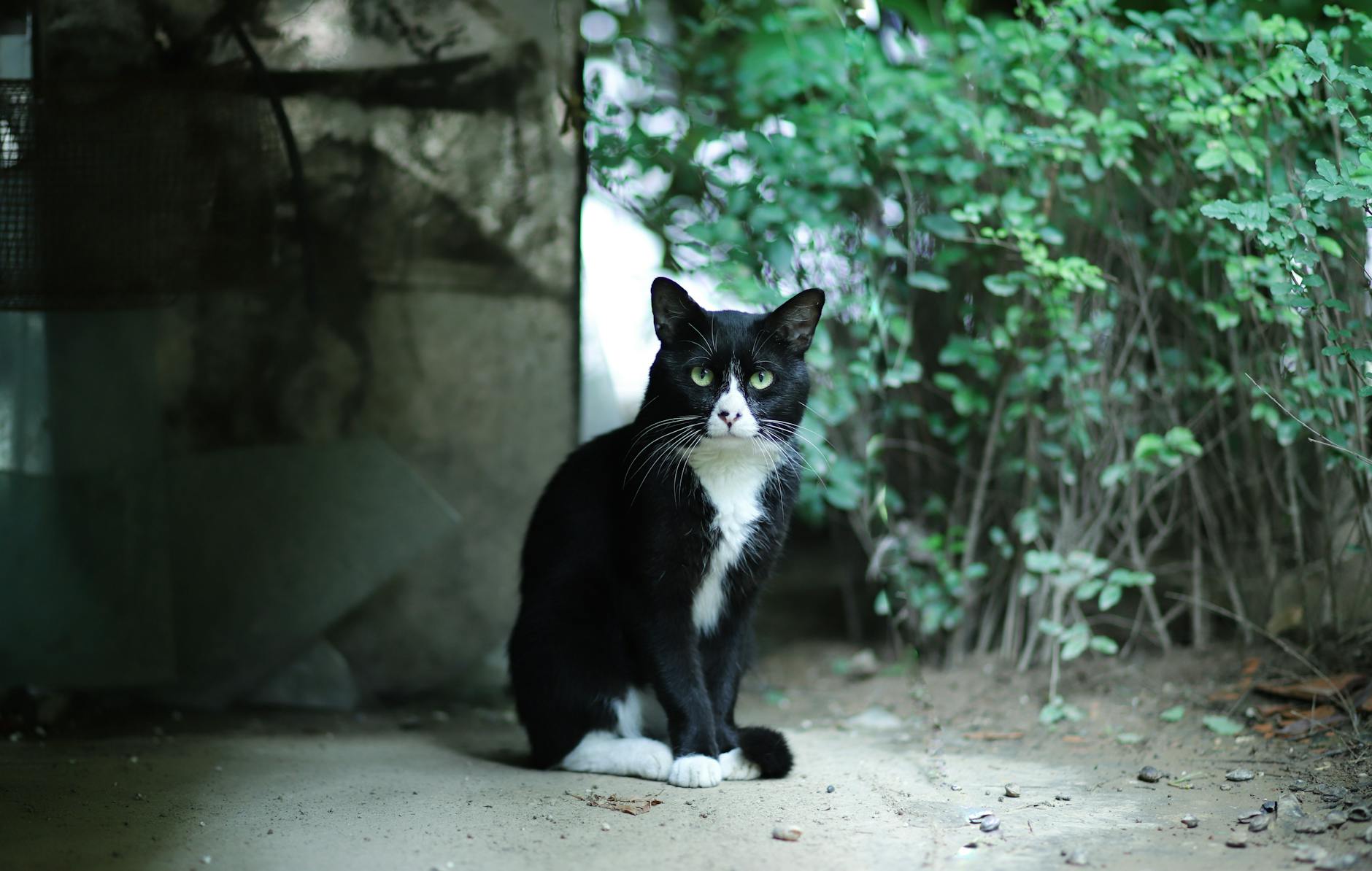 Why Do Some Black Cats Have Orange Eyes? Genetics, Science & Allure Explained Explore why some black cats have mesmerizing orange eyes—the genetics, science, and myths behind this rare feline trait.