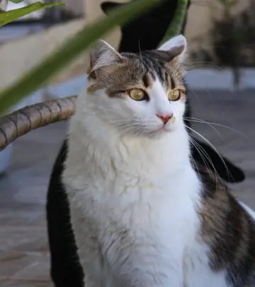 Everything you need to know about those odd, horn-like growths on your cat’s paws—what they are, why they form, and what to do next.