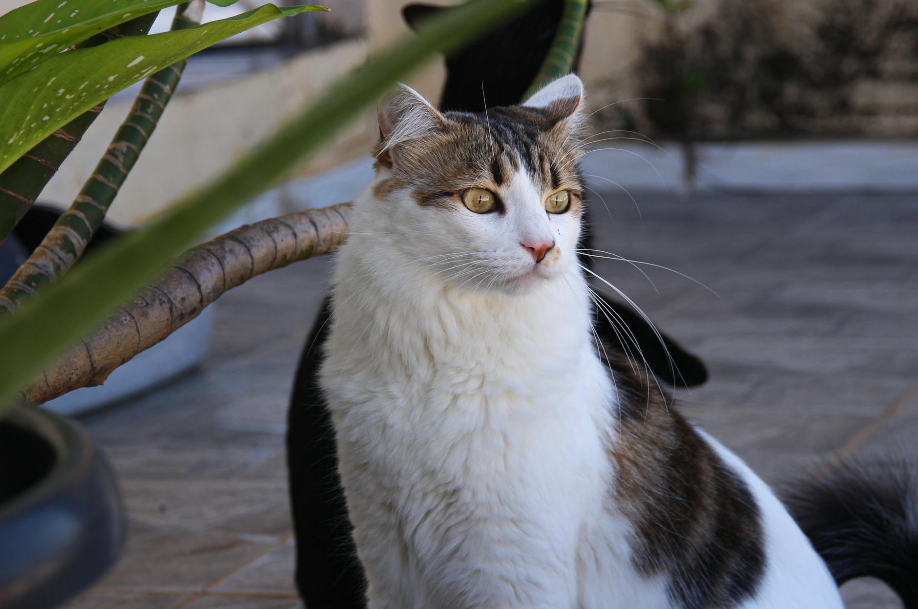 Understanding Cat Horned Paws: Causes, Care, and When to Worry Everything you need to know about those odd, horn-like growths on your cat’s paws—what they are, why they form, and what to do next.