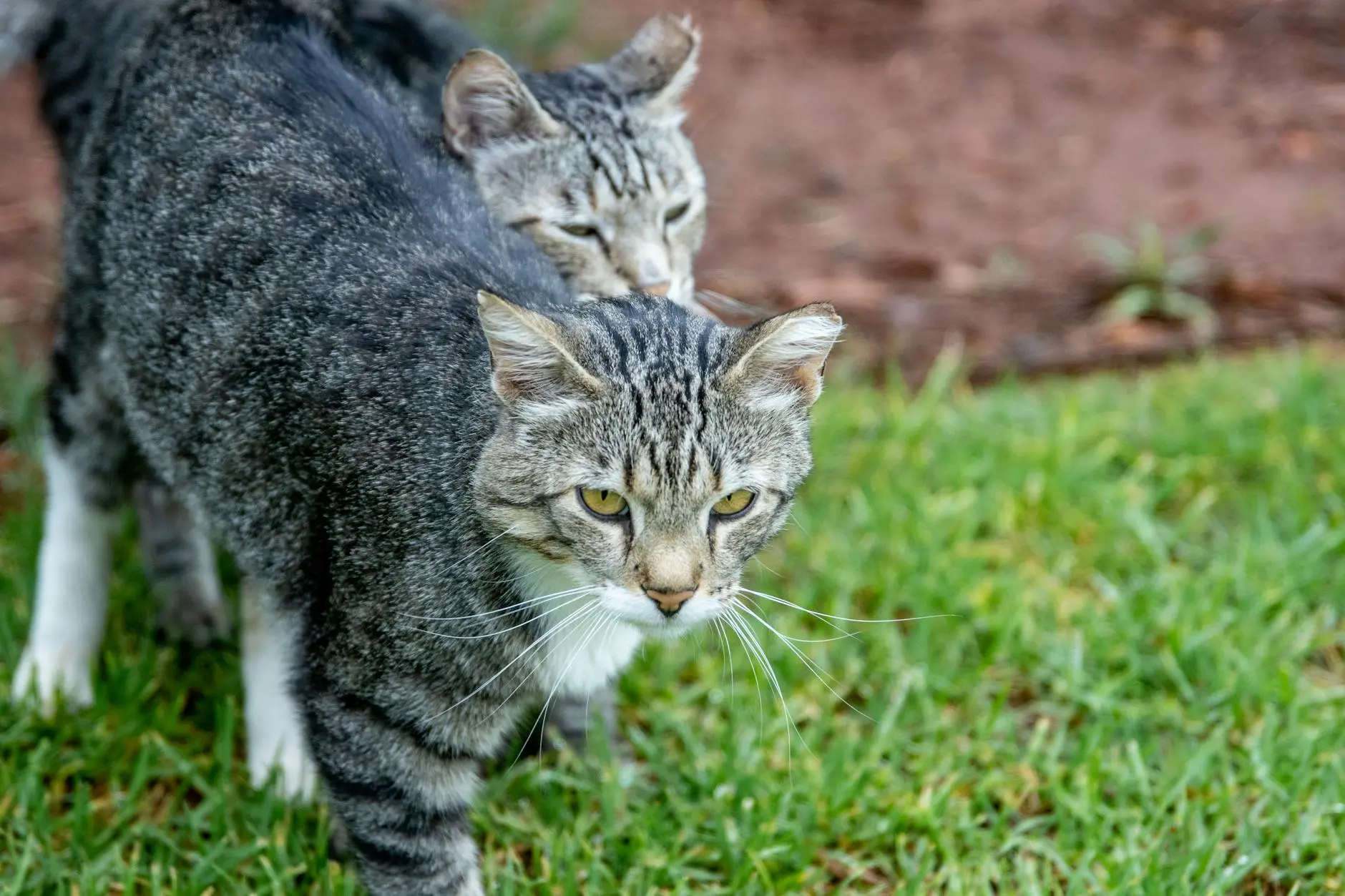 Cat Coat Colors: 7 Common Feline Hues Explained Discover the fascinating genetics behind your feline's unique coat coloration and patterns
