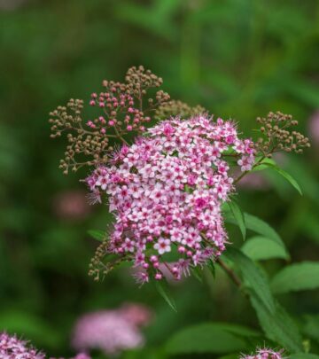 86 Beautiful Flowers to Grow in a Country Garden