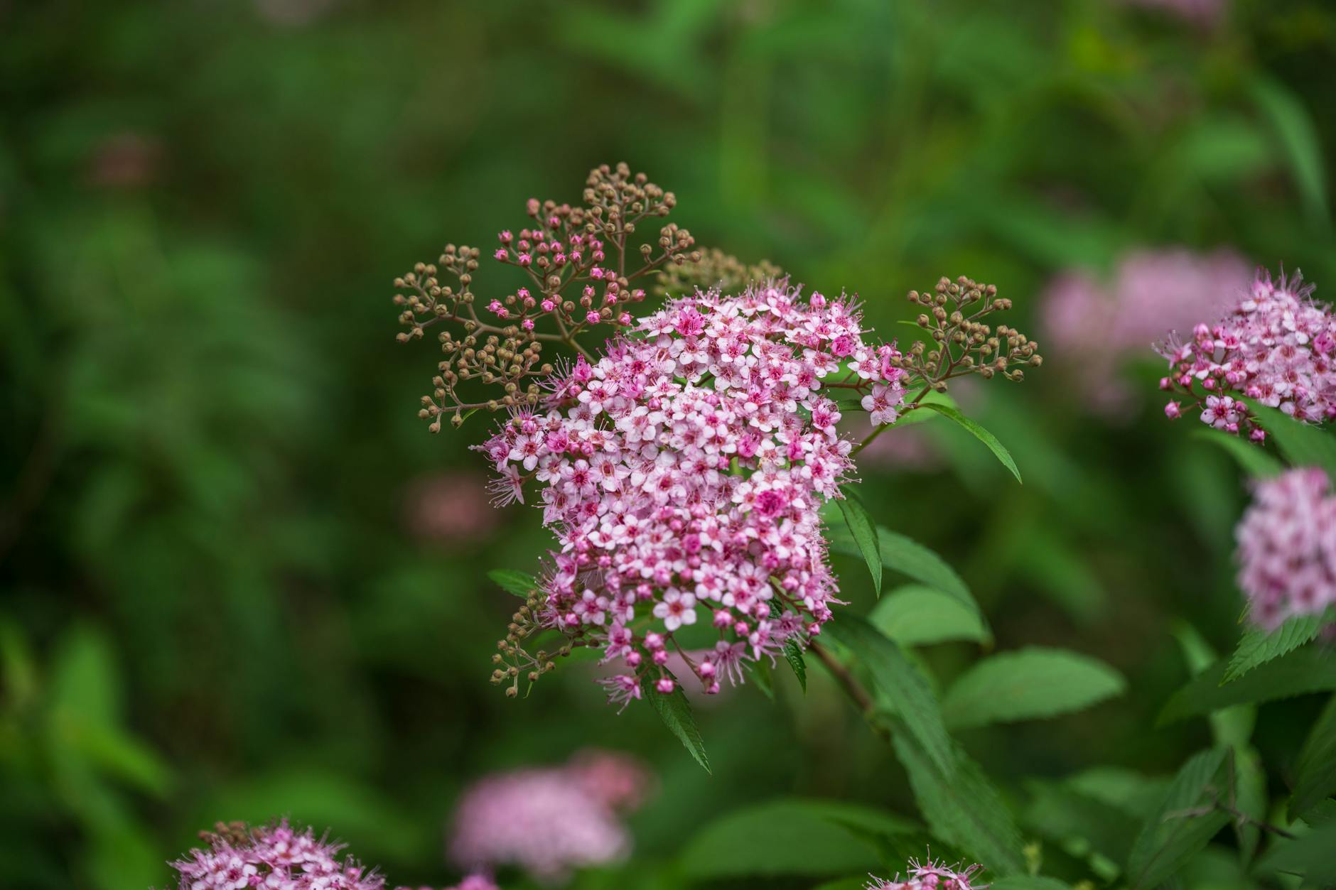 86 Beautiful Flowers to Grow in a Country Garden Discover 86 stunning flower varieties perfect for transforming your garden into a vibrant, country-inspired haven.