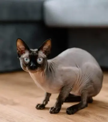 Explore the striking world of Black Sphynx cats: their looks, temperament, care needs, and why they make unforgettable feline companions.