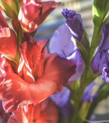 Gladiolus: Growing the Elegant Sword Lily in Your Garden