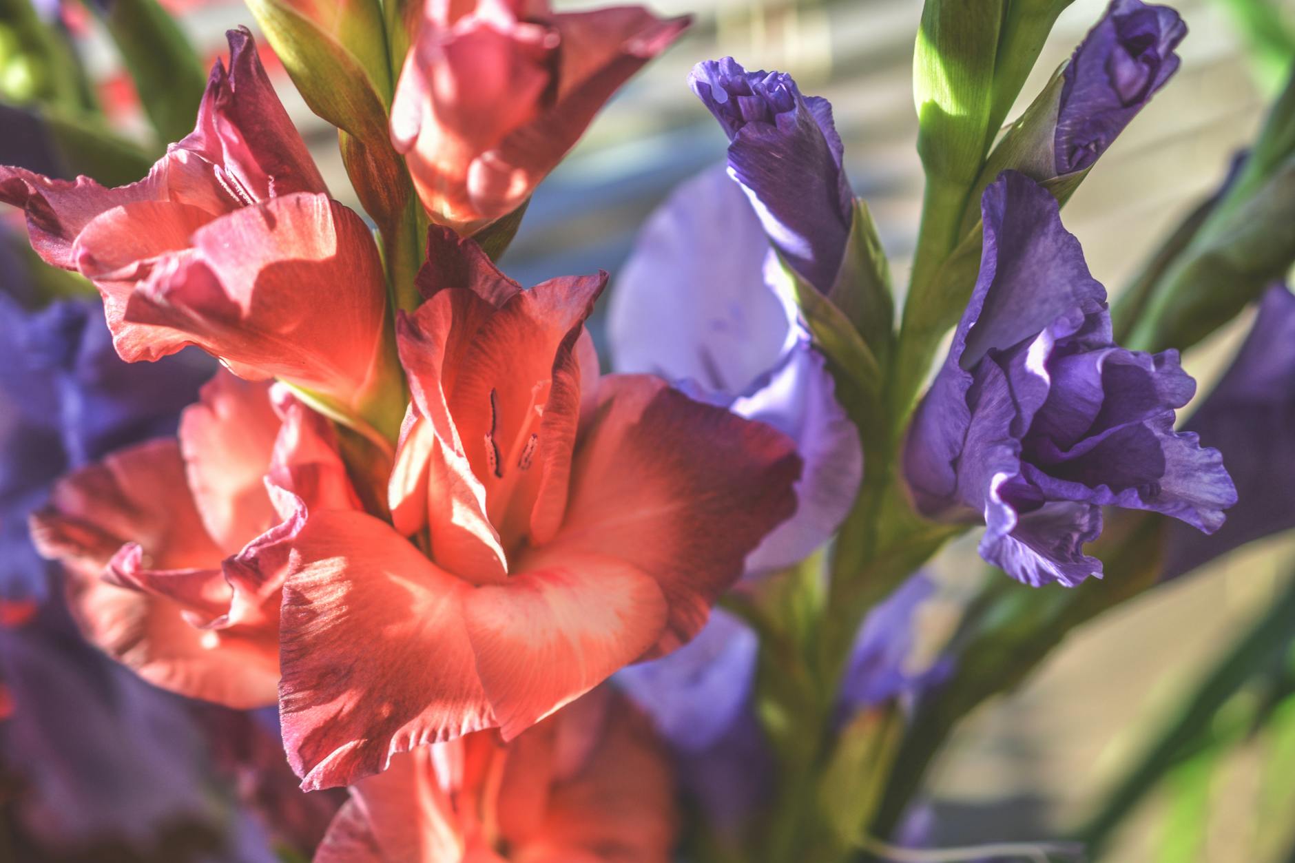 Gladiolus: Growing the Elegant Sword Lily in Your Garden Discover how to grow, care for, and showcase the dramatic beauty of gladiolus in your landscape
