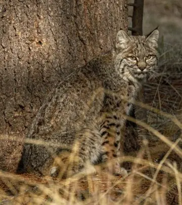 Exploring the fascinating world of bobcat hybrids and why your domestic feline might resemble a wild cat