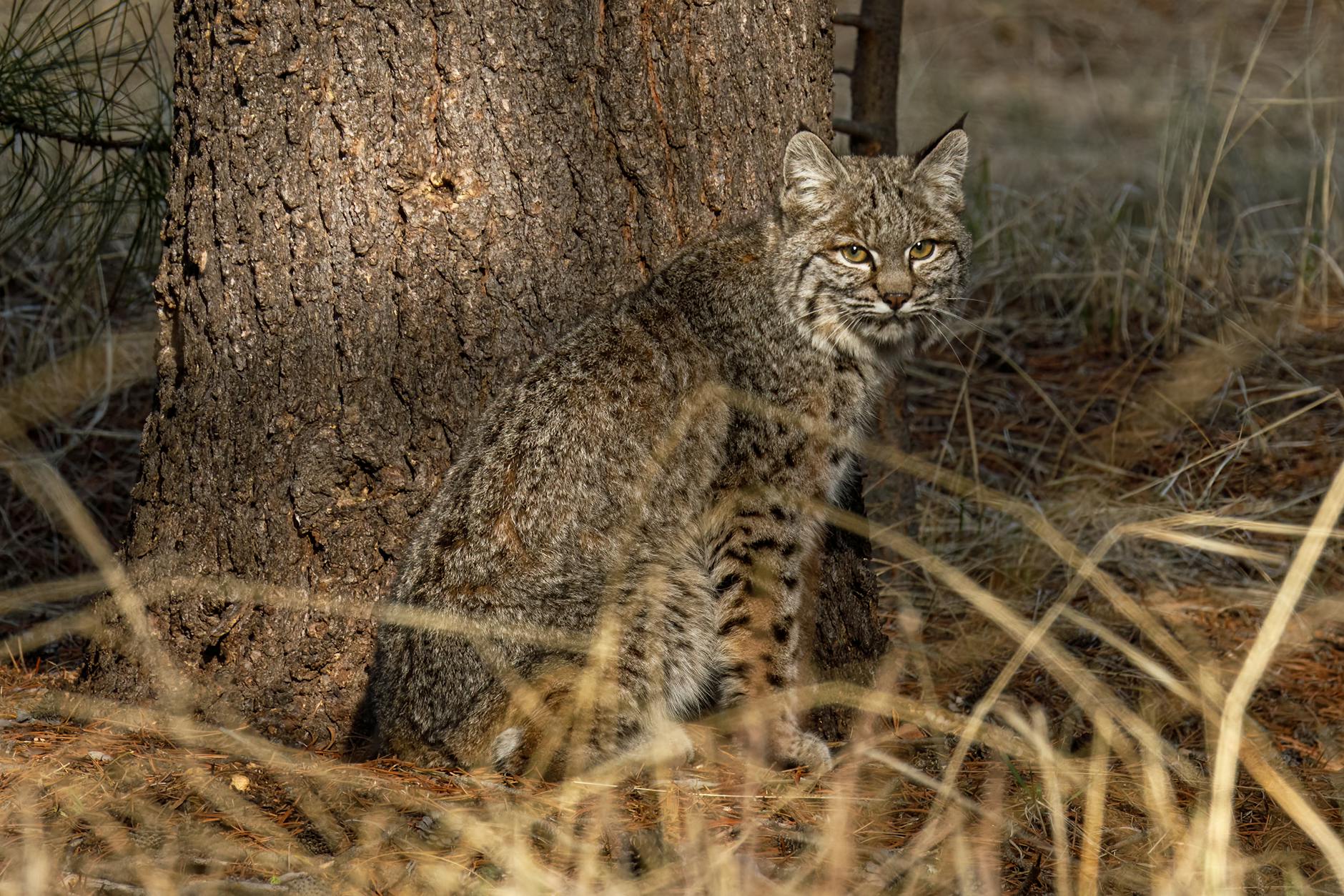 Can Your Cat Be Part Bobcat? Separating Myths from Facts Exploring the fascinating world of bobcat hybrids and why your domestic feline might resemble a wild cat