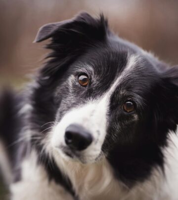 Border Collie: Breed Information, Characteristics & Care Guide_image