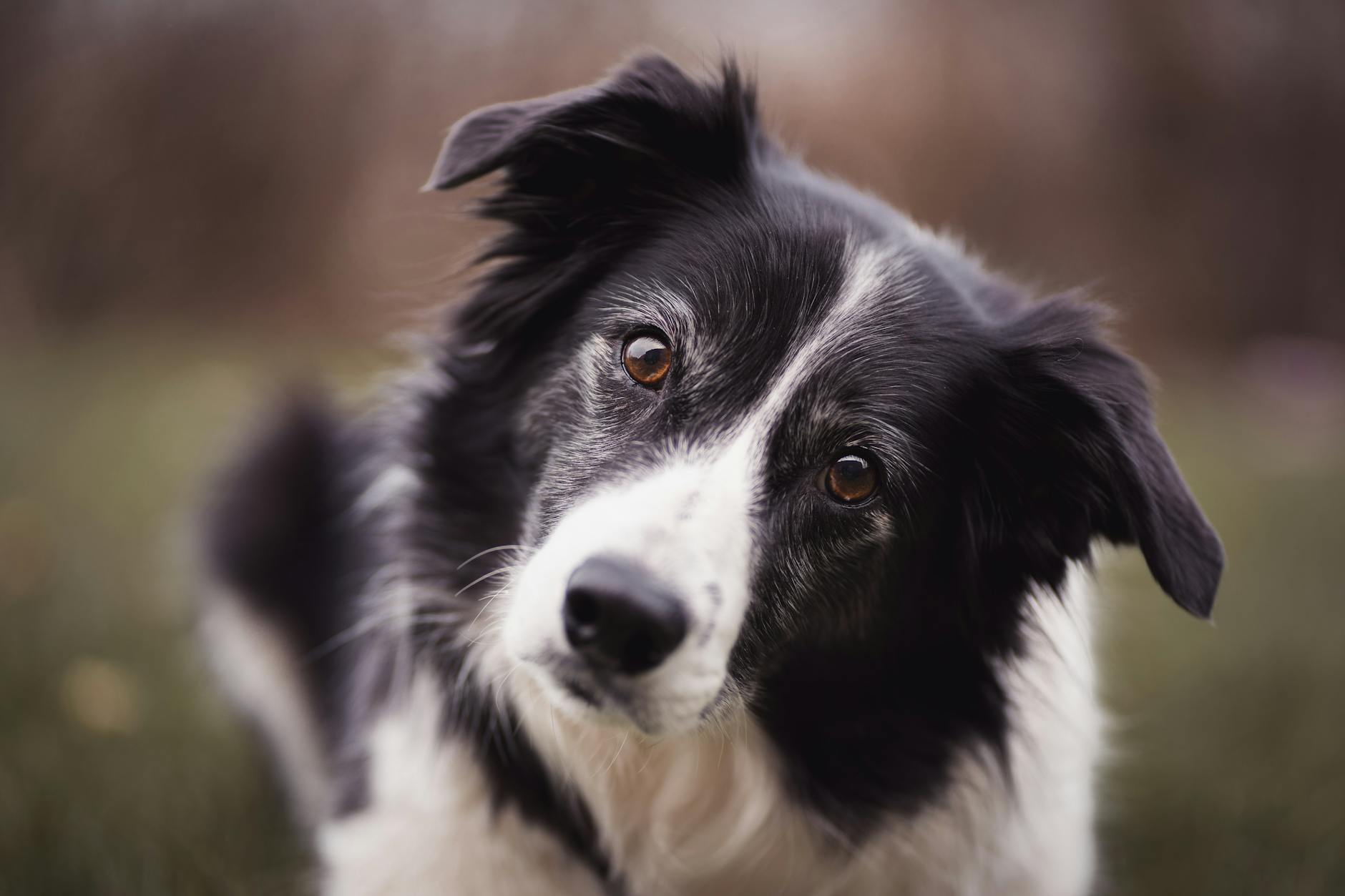 Border Collie: Breed Information, Characteristics & Care Guide Border Collie: Breed Information, Characteristics & Care Guide_image