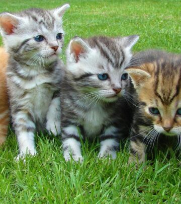 10 Fabulous Felines with Magnificent Mustaches You Need to See