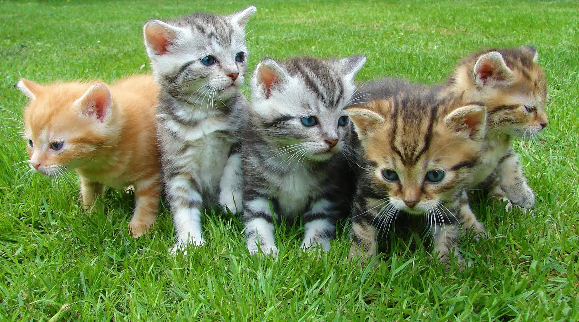 Cats With Mustaches: 10 Charming Mustachioed Felines Discover the charm and genetics behind these adorable whiskered wonders in the feline world
