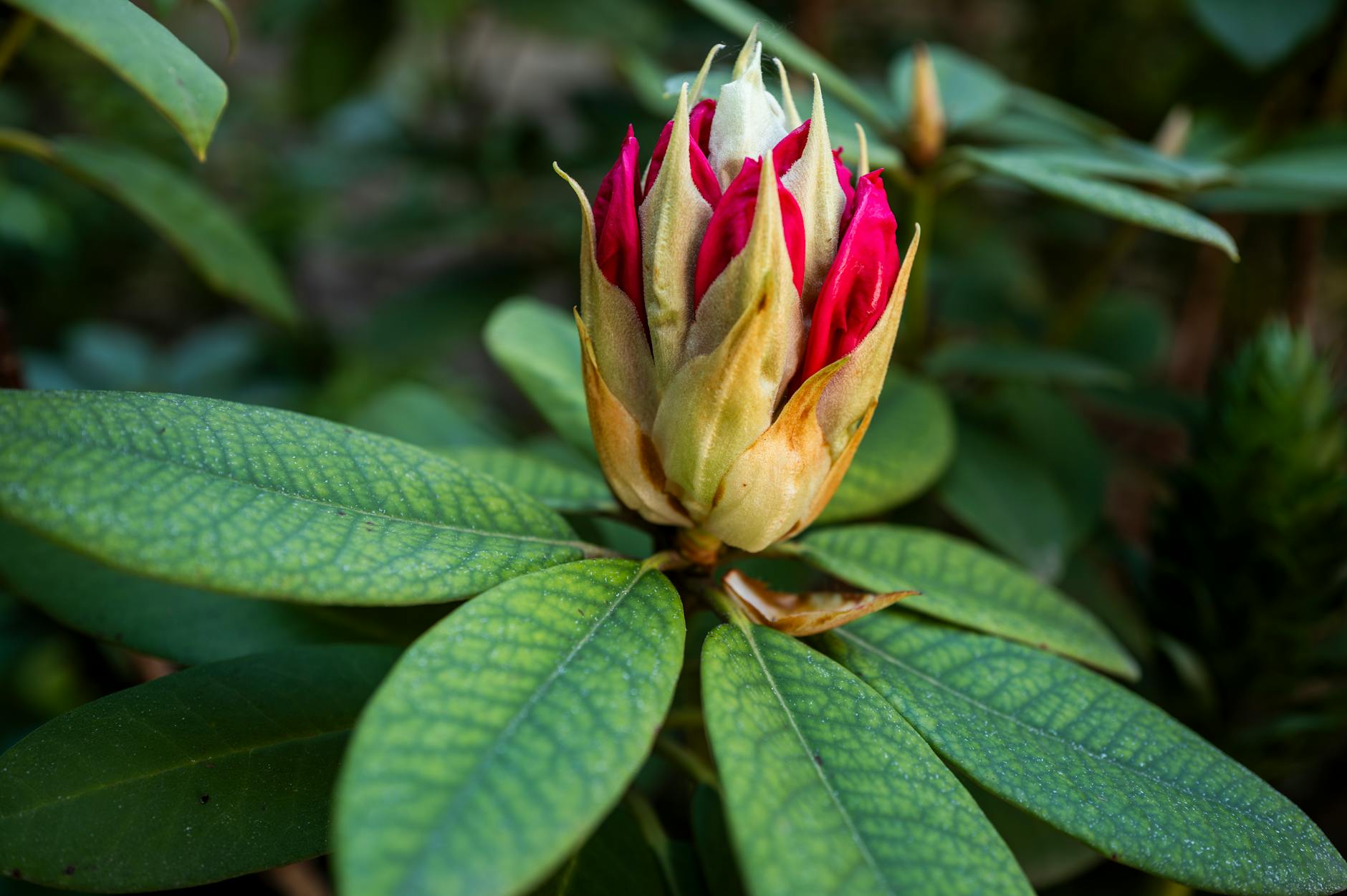 Exploring Rhododendron Species: Diversity, Types & Garden Uses Uncover the remarkable range and beauty of Rhododendron species for every garden and climate.