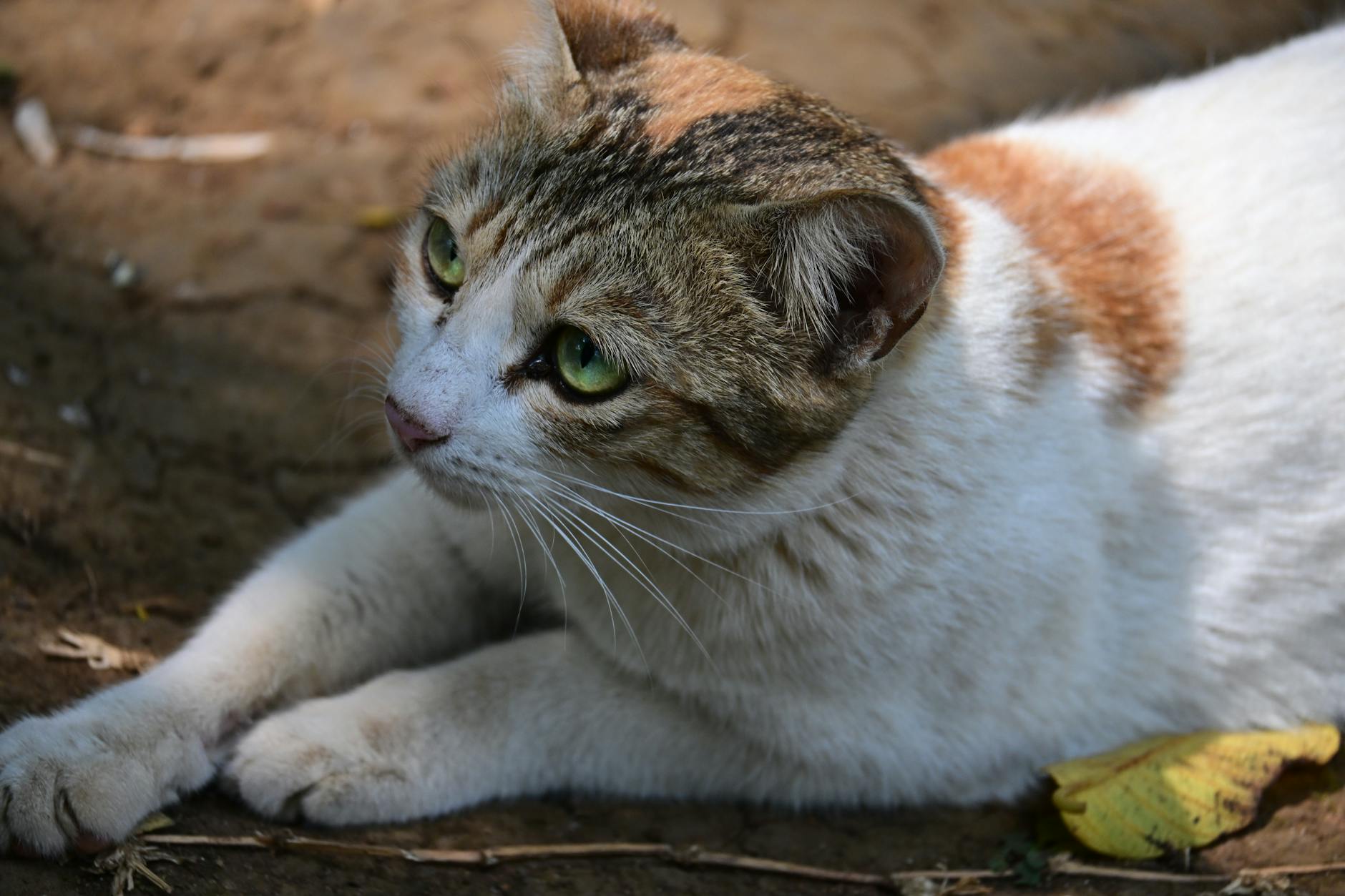 What Breed Is My Cat? The Comprehensive Owner’s Identification Guide Unlock the mystery of your cat's breed with expert advice, visual clues, and the latest in genetic testing.