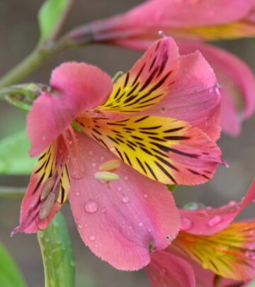 Essential Guide to Pruning Roses: Techniques for Healthier Plants and More Blooms_image