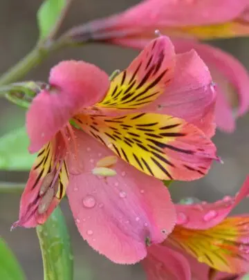 Master expert methods to nurture vibrant petals and boost garden vitality every season.