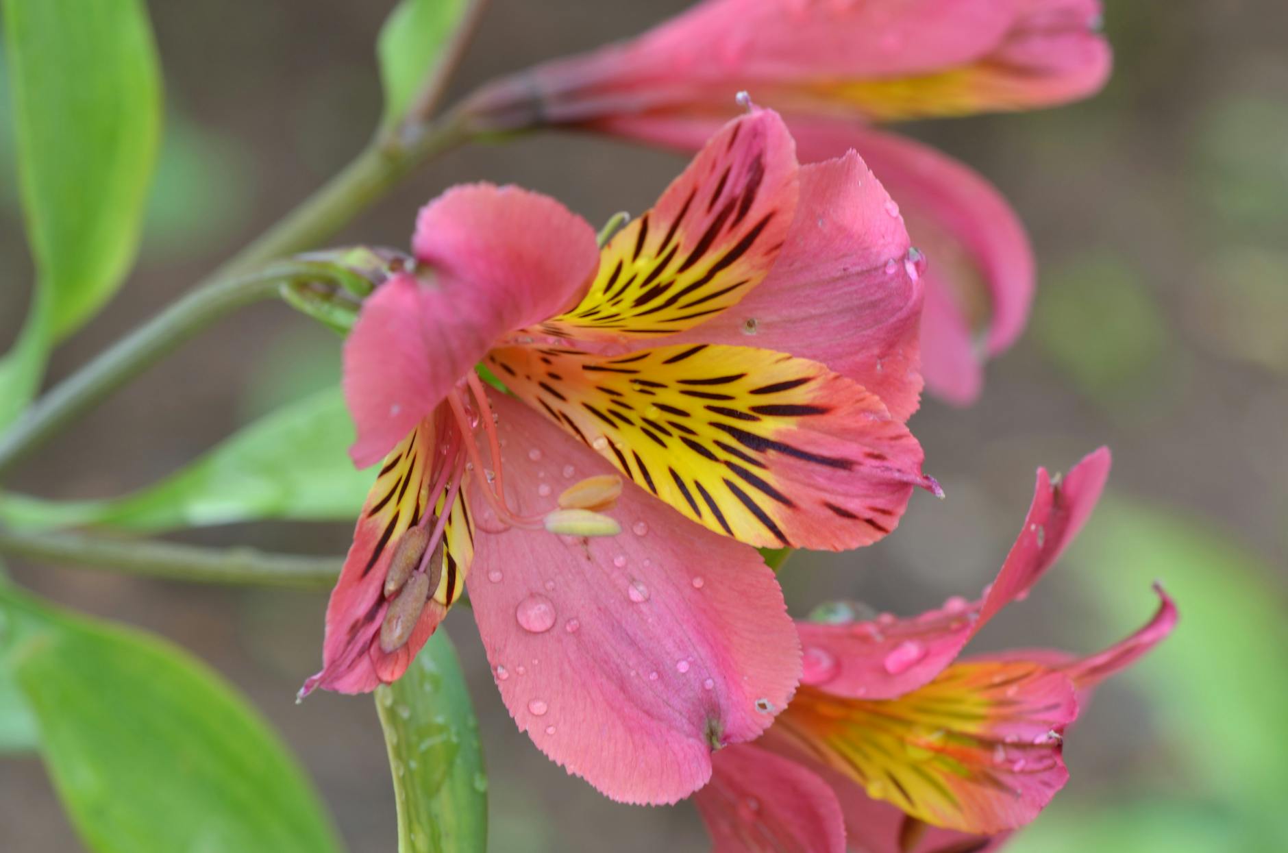 Essential Guide to Pruning Roses: Techniques for Healthier Plants and More Blooms Essential Guide to Pruning Roses: Techniques for Healthier Plants and More Blooms_image
