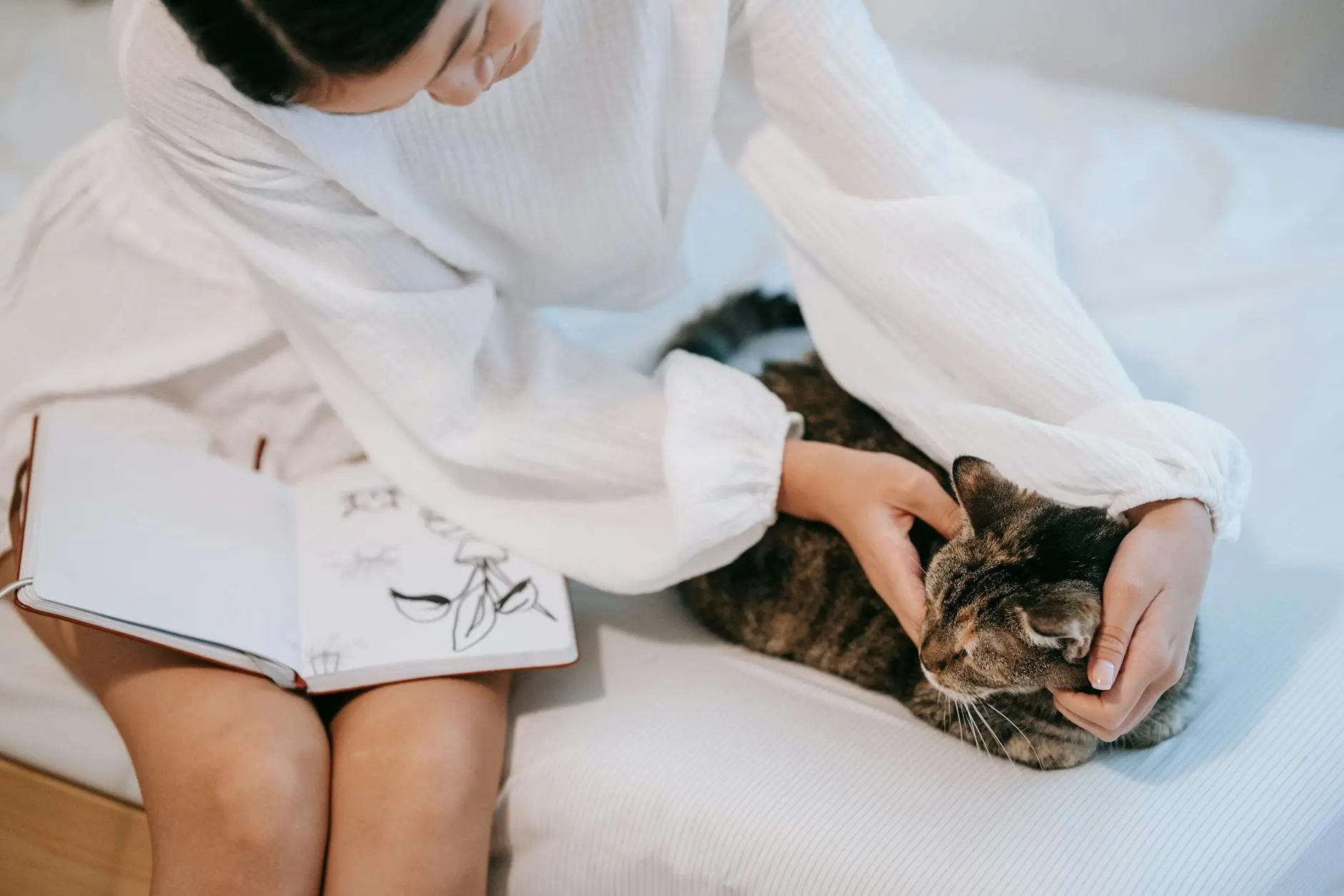 Tabby Vs Calico Cats: Comprehensive Guide To Key Differences Discover the fascinating coat patterns that make tabby and calico cats uniquely beautiful companions