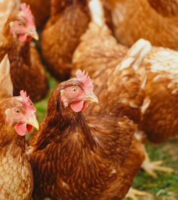 38 DIY Chicken Coop Plans & Ideas for Your Backyard Flock