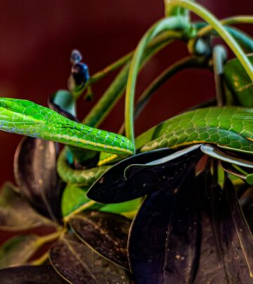 Botanical Wonders: Plants of The Hunger Games