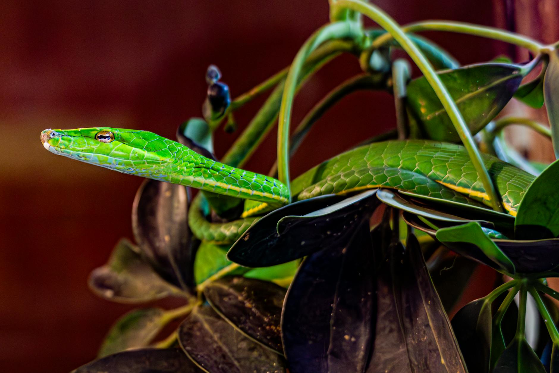 Botanical Wonders: Plants of The Hunger Games Discover the fascinating flora that brings the dystopian world of Panem to life through its symbolic and practical uses