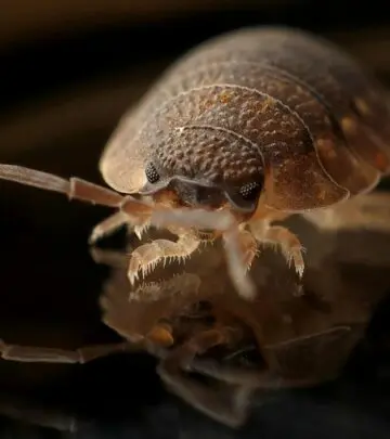 Discover creepy crawlies often mistaken for nocturnal pests but completely harmless.