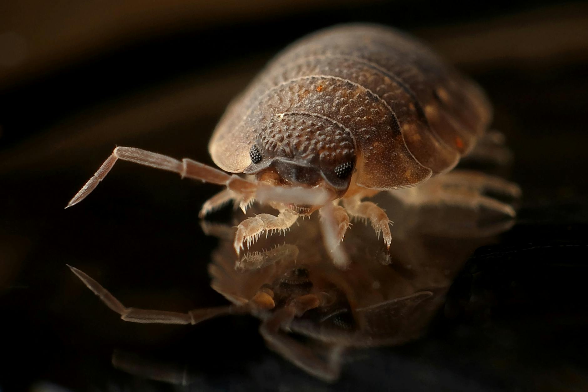 10 Bugs That Look Like Bed Bugs (But Aren’t): Identification Guide & Key Differences_image