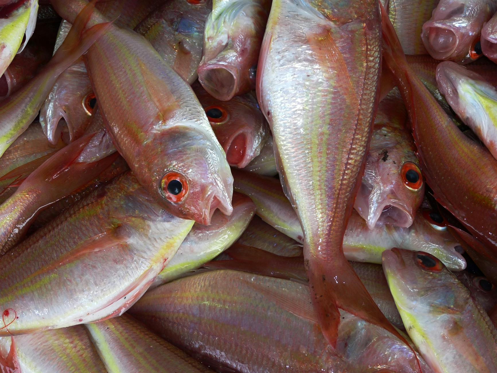Pan-Fried Blackened Red Snapper: A Flavorful Seafood Classic Turn simple red snapper into an unforgettable meal with Cajun spices and a quick pan-fry technique.
