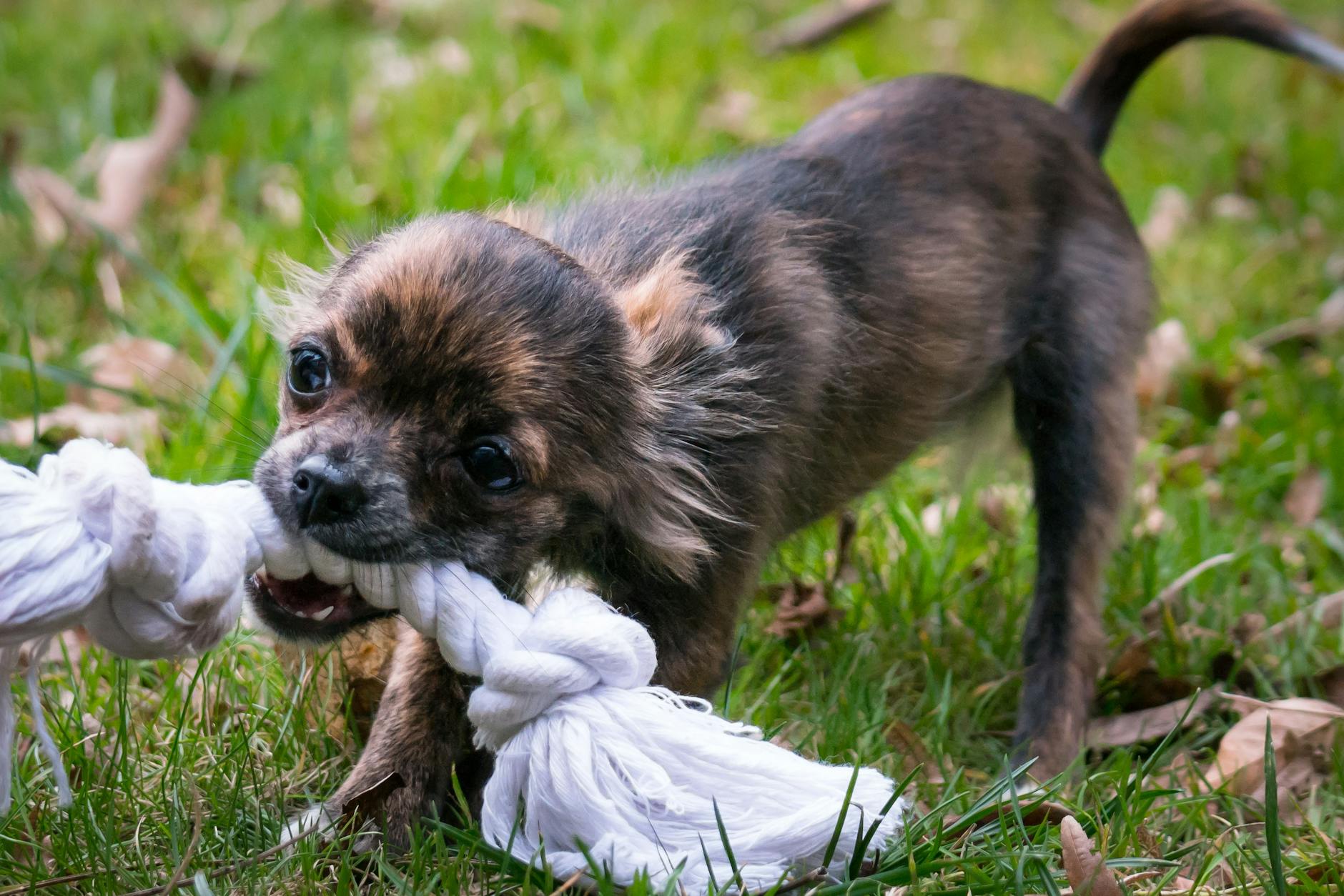 10 Dog Breeds With the Strongest Bite Force in the World Discover which canine companions pack the most powerful jaws and what makes their bite so formidable