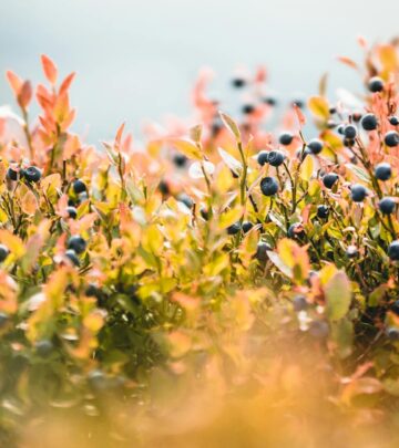 How to Grow & Care for Caryopteris (Bluebeard): The Complete Guide