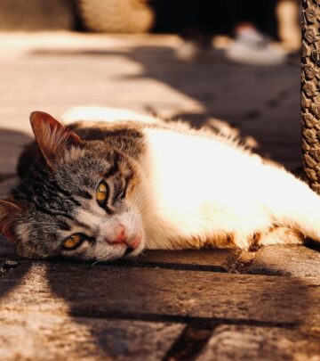 Cat Vomit Color Chart: Understanding the Meaning Behind Every Hue