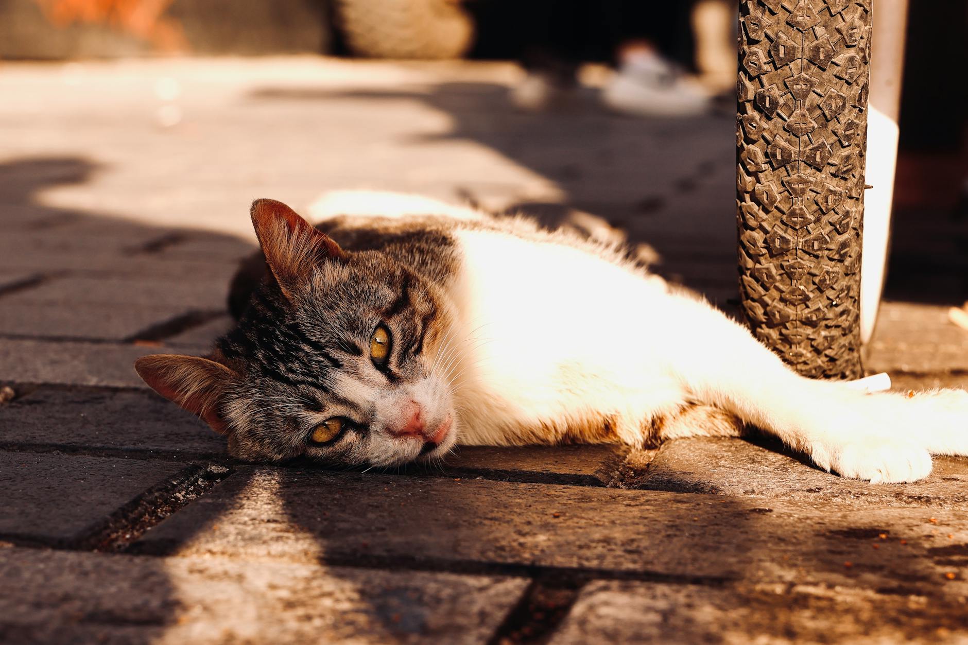 Cat Vomit Color Chart: Understanding the Meaning Behind Every Hue Decode your cat’s vomit colors and discover what they reveal about your feline's health, from minor issues to veterinary emergencies.
