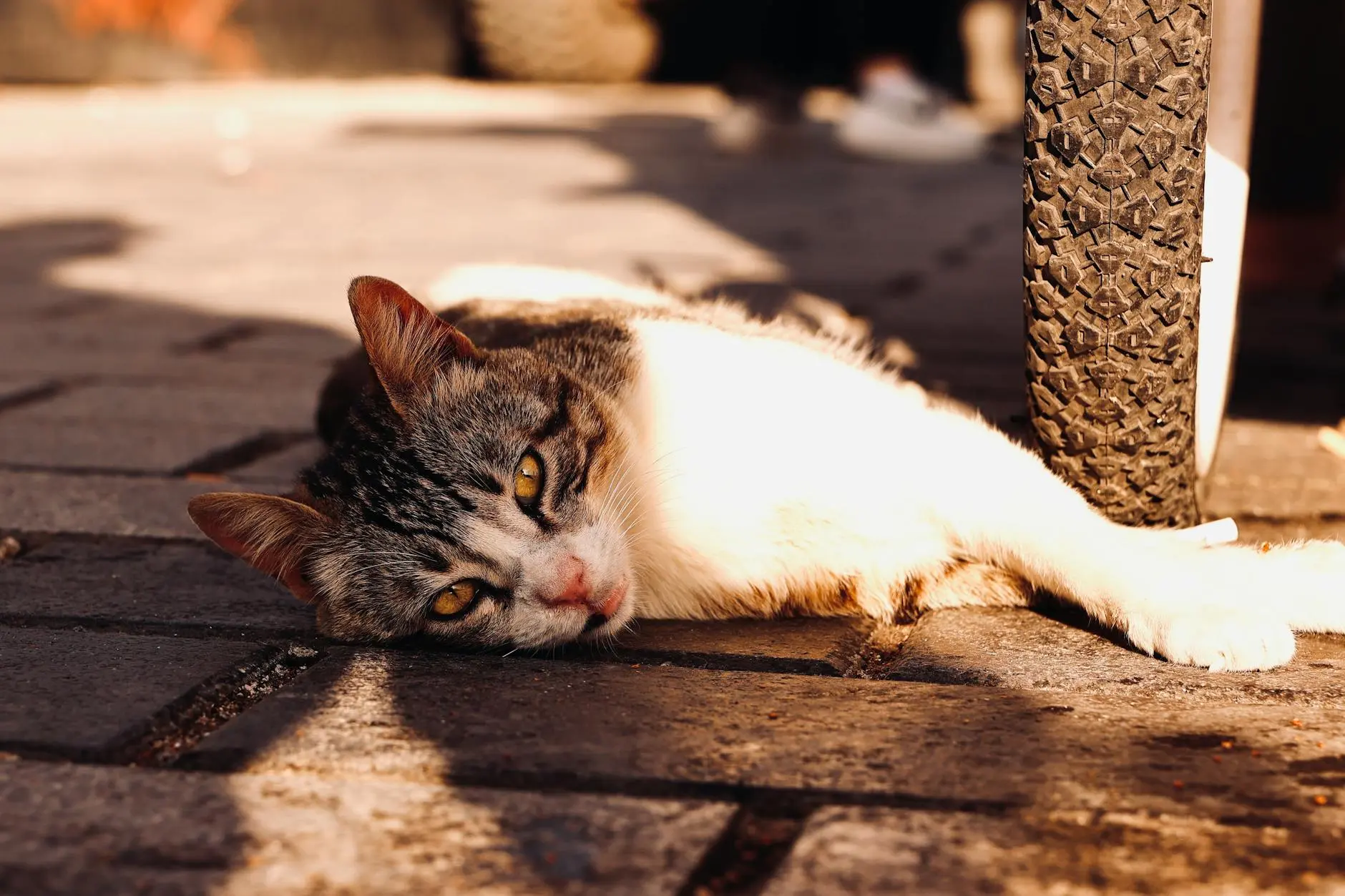Cat Vomit Color Meaning: 7 Key Colors Explained For Cat Health Decode your cat’s vomit colors and discover what they reveal about your feline's health, from minor issues to veterinary emergencies.