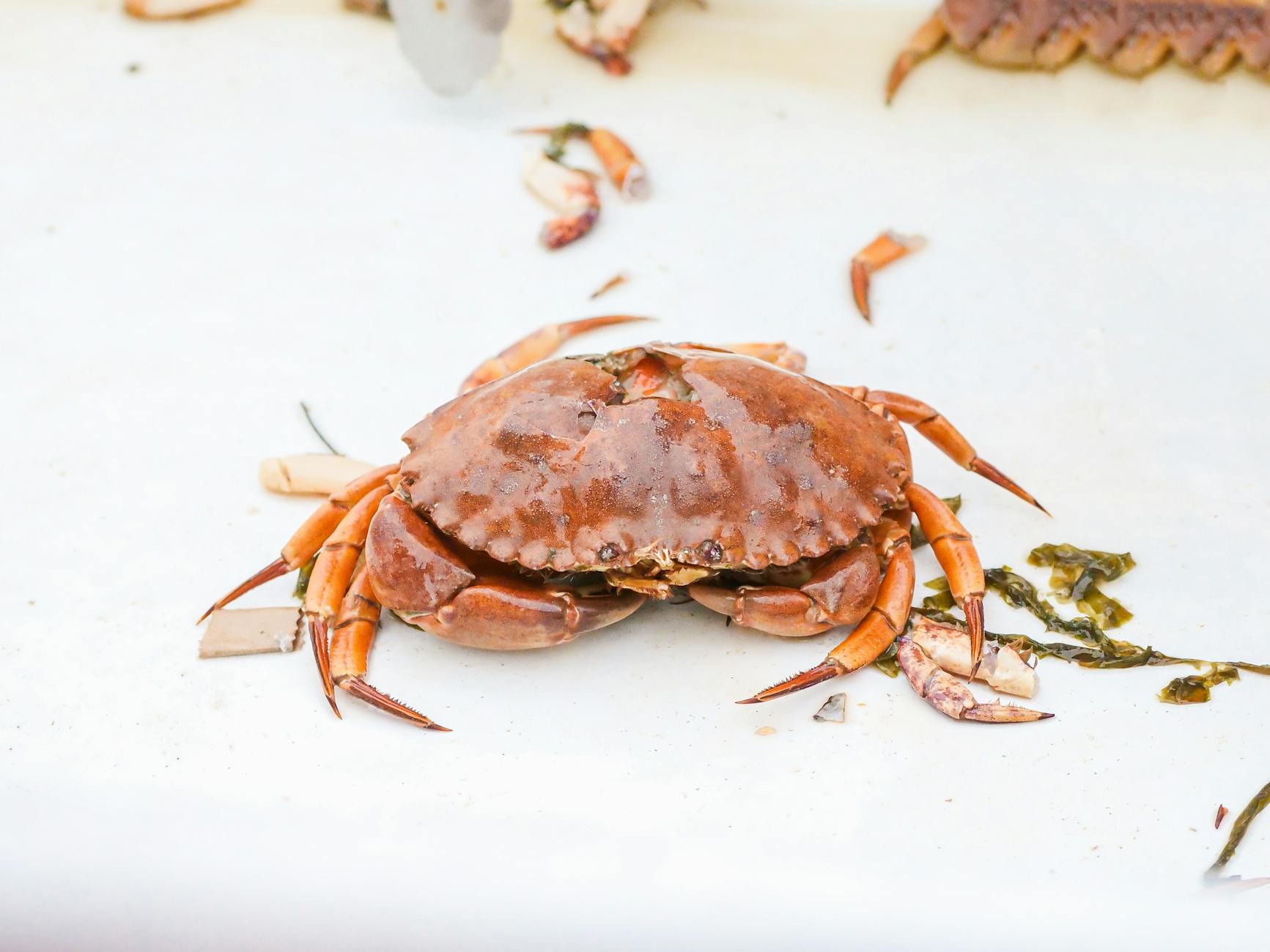 Crab Legs with Garlic Butter Sauce: A Seafood Lover’s Delight Bring the flavors of a seafood restaurant home with this easy, decadent crab legs recipe served with a rich garlic butter sauce.
